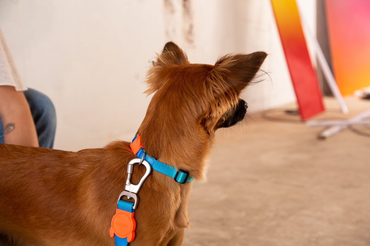 Tide brand high quality pet dog collar leash cat collar presbyopic