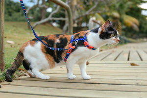 Atlanta Cat Harness + Leash set