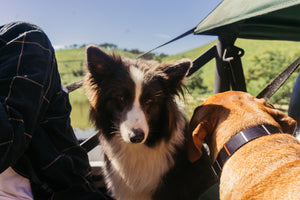 Patagonia Dog Collar