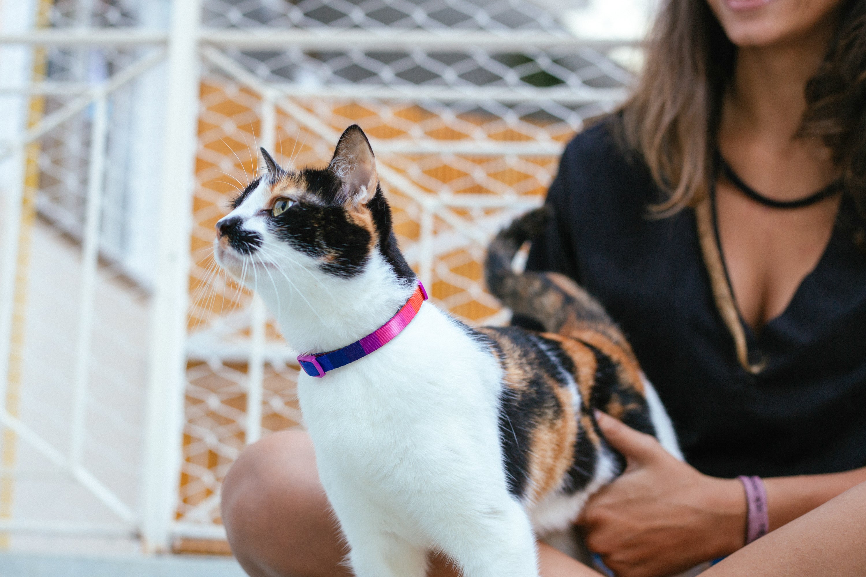 Prisma Cat Collar
