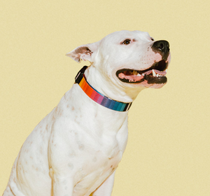 Prisma Dog Collar